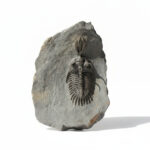 Walliserops Hammi Trilobite Fossil – Rare Collector Specimen