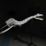 zarafasaura-oceanis-5m-plesiosaurus-skeleton-museum-quality-marine-reptile-9.jpg