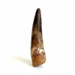 Cretaceous Spinosaurus tooth fossil showing serrations and root structure