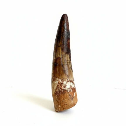 Cretaceous Spinosaurus tooth fossil showing serrations and root structure
