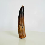 Authentic Spinosaurus Tooth – Cretaceous Dinosaur Fossil