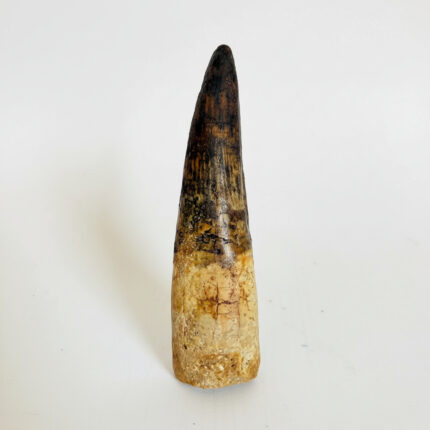 Real Spinosaurus fossil tooth specimen from Kem Kem Beds
