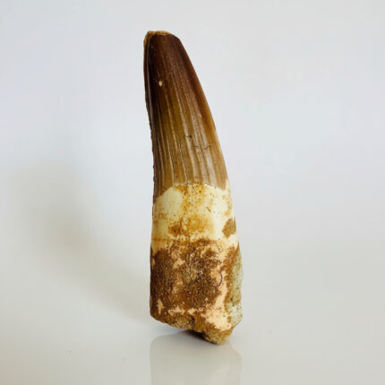 Authentic Large Spinosaurus Tooth – Kem Kem Cretaceous Fossil