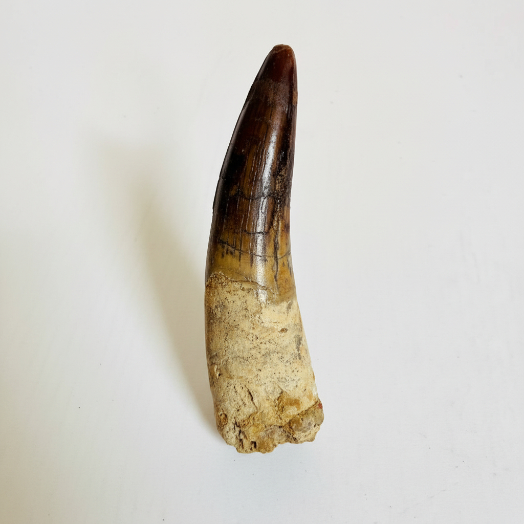 authentic Spinosaurus dinosaur tooth fossil (1) Close-up of genuine Spinosaurus dinosaur tooth fossil