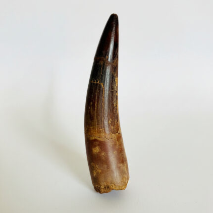 Authentic Spinosaurus dinosaur tooth fossil with natural enamel detail