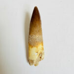 Large theropod dinosaur tooth fossil – Spinosaurus specimen