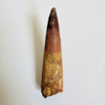 Authentic Spinosaurus dinosaur tooth fossil with natural enamel detail