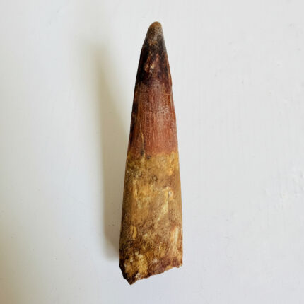 Authentic Spinosaurus dinosaur tooth fossil with natural enamel detail
