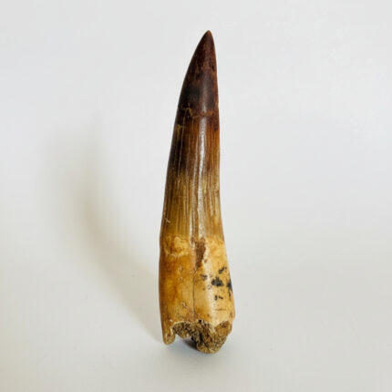 Real Spinosaurus fossil tooth specimen from Kem Kem Beds