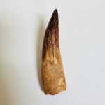 Spinosaurus aegyptiacus Tooth Fossil – Exceptional Theropod Fossil