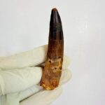 Authentic Spinosaurus Tooth – Cretaceous Dinosaur Fossil - Image 3