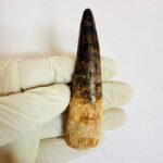 Real Spinosaurus fossil tooth specimen from Kem Kem Beds