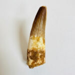 Authentic Large Spinosaurus Tooth – Kem Kem Cretaceous Fossil - Image 3