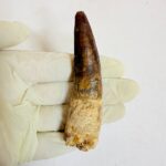 Close-up of genuine Spinosaurus dinosaur tooth fossil