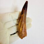 Authentic Spinosaurus dinosaur tooth fossil with natural enamel detail