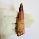 Authentic Spinosaurus dinosaur tooth fossil with natural enamel detail