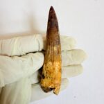 Real Spinosaurus fossil tooth specimen from Kem Kem Beds