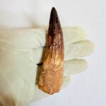 Spinosaurus aegyptiacus Tooth Fossil – Exceptional Theropod Fossil - Image 3