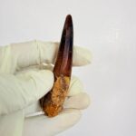 Authentic Spinosaurus Tooth – Cretaceous Dinosaur Fossil - Image 4