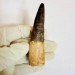 Real Spinosaurus fossil tooth specimen from Kem Kem Beds