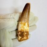 Authentic Large Spinosaurus Tooth – Kem Kem Cretaceous Fossil - Image 4