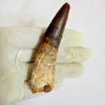 Close-up of genuine Spinosaurus dinosaur tooth fossil