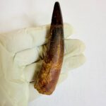 Authentic Spinosaurus dinosaur tooth fossil with natural enamel detail