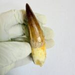 Spinosaurus aegyptiacus Tooth Fossil – Exceptional Theropod Fossil - Image 4