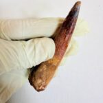 Authentic Spinosaurus dinosaur tooth fossil with natural enamel detail