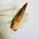 Real Spinosaurus fossil tooth specimen from Kem Kem Beds