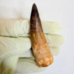 Spinosaurus aegyptiacus Tooth Fossil – Exceptional Theropod Fossil - Image 4
