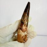 Cretaceous Spinosaurus tooth fossil showing serrations and root structure