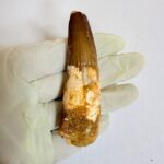 Authentic Large Spinosaurus Tooth – Kem Kem Cretaceous Fossil - Image 5
