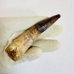 Close-up of genuine Spinosaurus dinosaur tooth fossil