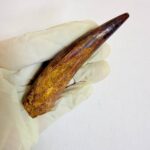 Authentic Spinosaurus dinosaur tooth fossil with natural enamel detail