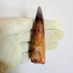 Authentic Spinosaurus dinosaur tooth fossil with natural enamel detail