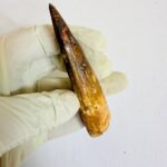 Real Spinosaurus fossil tooth specimen from Kem Kem Beds