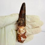 Cretaceous Spinosaurus tooth fossil showing serrations and root structure