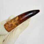 Authentic Spinosaurus Tooth – Cretaceous Dinosaur Fossil - Image 6