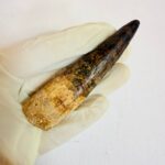Real Spinosaurus fossil tooth specimen from Kem Kem Beds