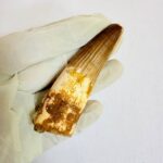 Authentic Large Spinosaurus Tooth – Kem Kem Cretaceous Fossil - Image 6