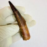 Authentic Spinosaurus dinosaur tooth fossil with natural enamel detail