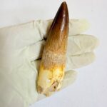 Large theropod dinosaur tooth fossil – Spinosaurus specimen