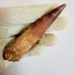 Authentic Spinosaurus dinosaur tooth fossil with natural enamel detail