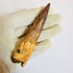 Real Spinosaurus fossil tooth specimen from Kem Kem Beds