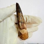 Cretaceous Spinosaurus tooth fossil showing serrations and root structure