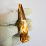 Authentic Large Spinosaurus Tooth – Kem Kem Cretaceous Fossil - Image 7