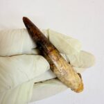Close-up of genuine Spinosaurus dinosaur tooth fossil