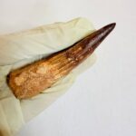 Spinosaurus aegyptiacus Tooth Fossil – Exceptional Theropod Fossil - Image 7
