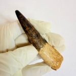 Real Spinosaurus fossil tooth specimen from Kem Kem Beds